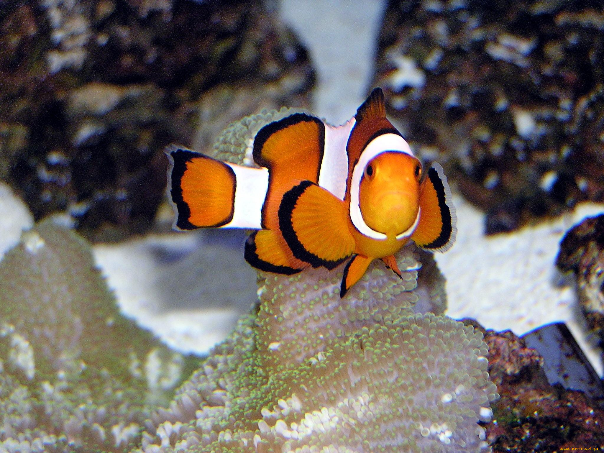 животные, рыбы