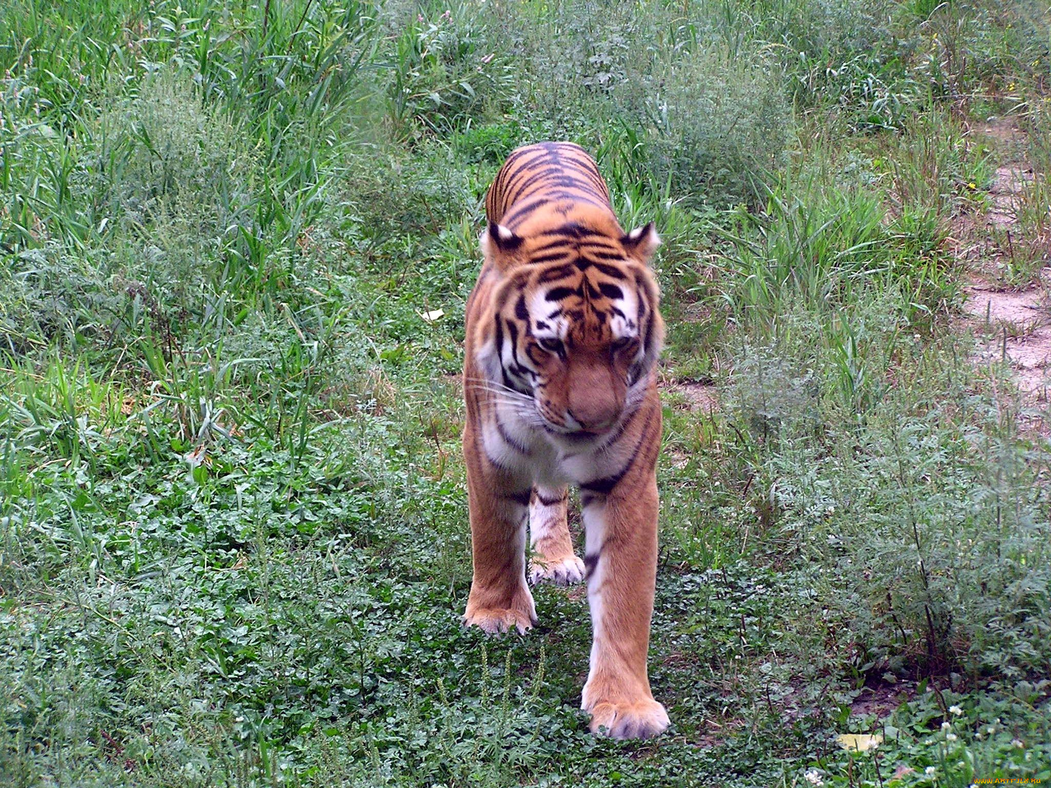 животные, тигры