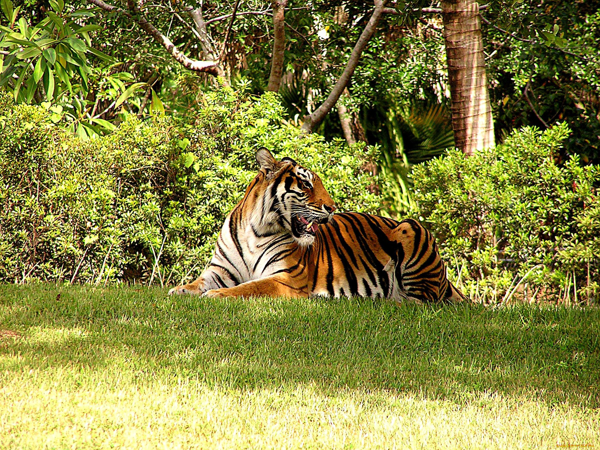 животные, тигры