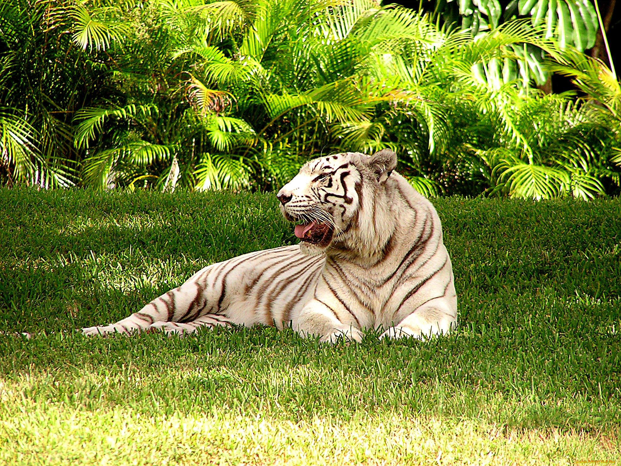 животные, тигры