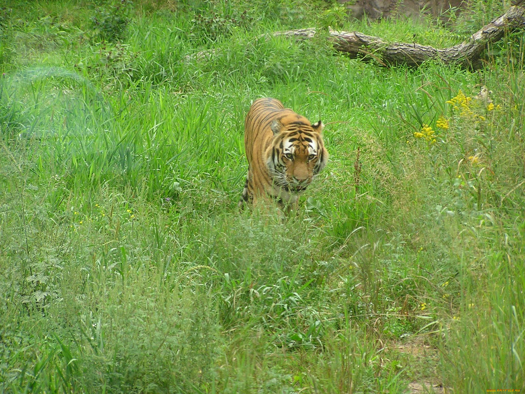 животные, тигры