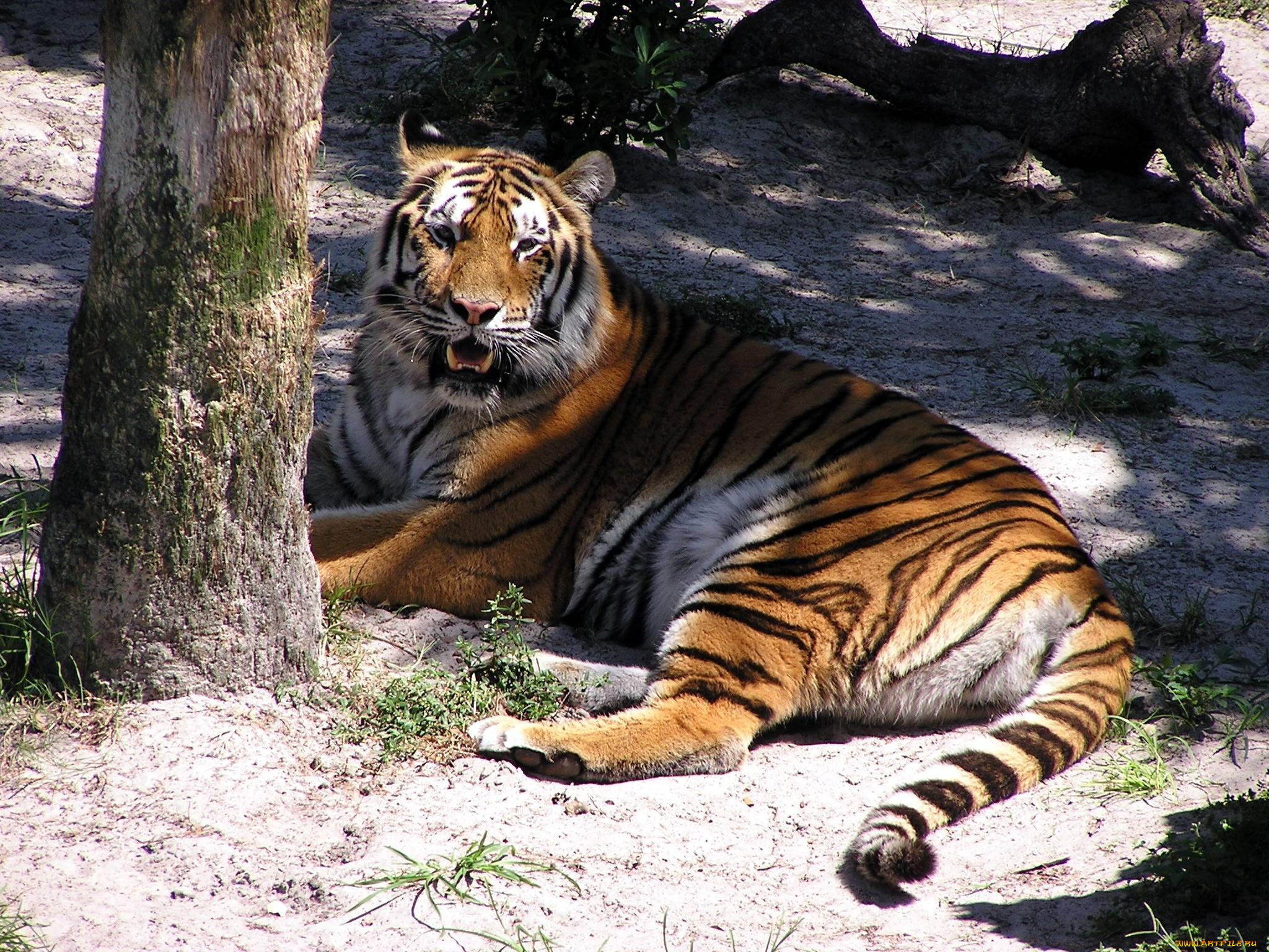 животные, тигры