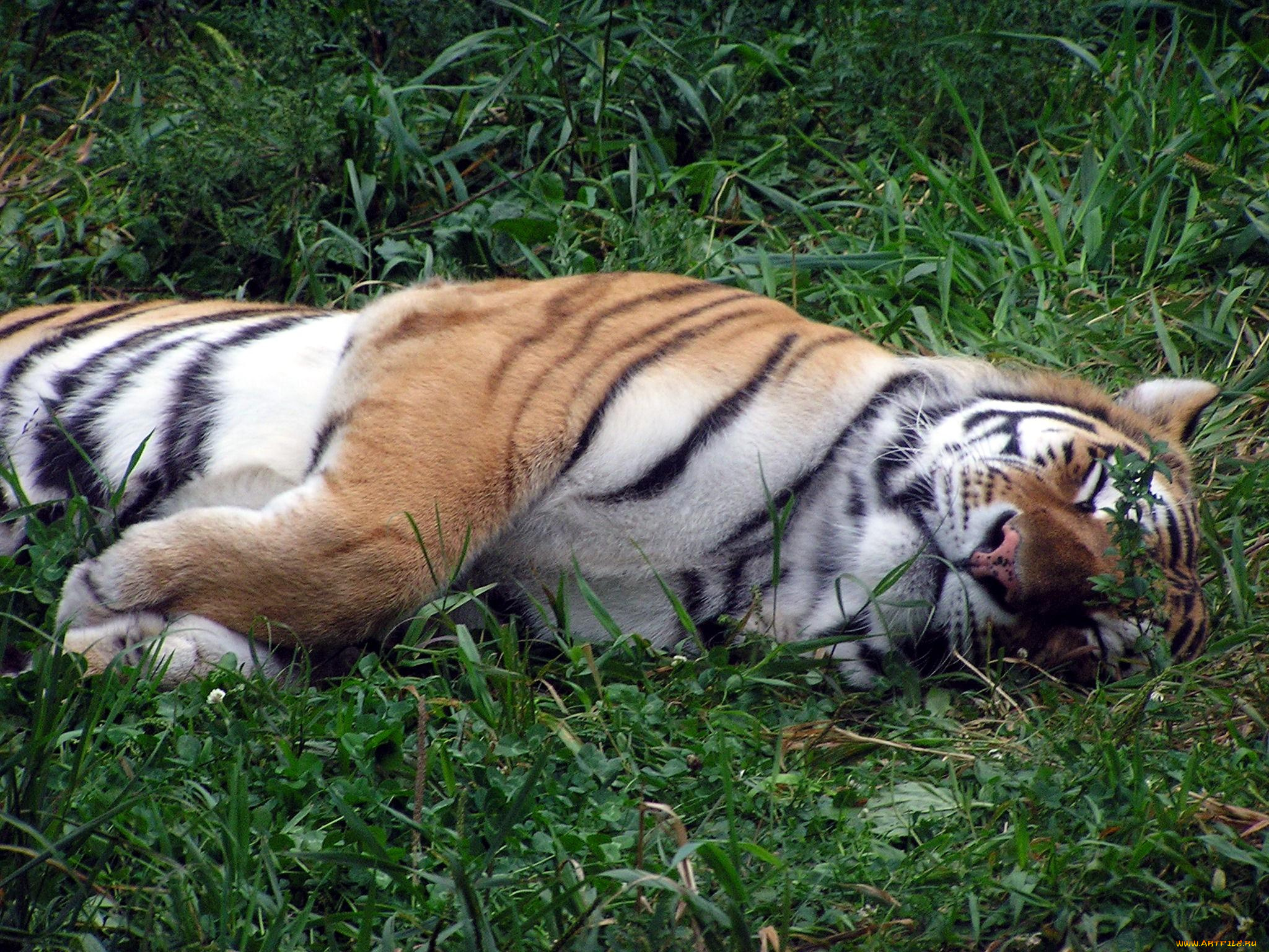 животные, тигры