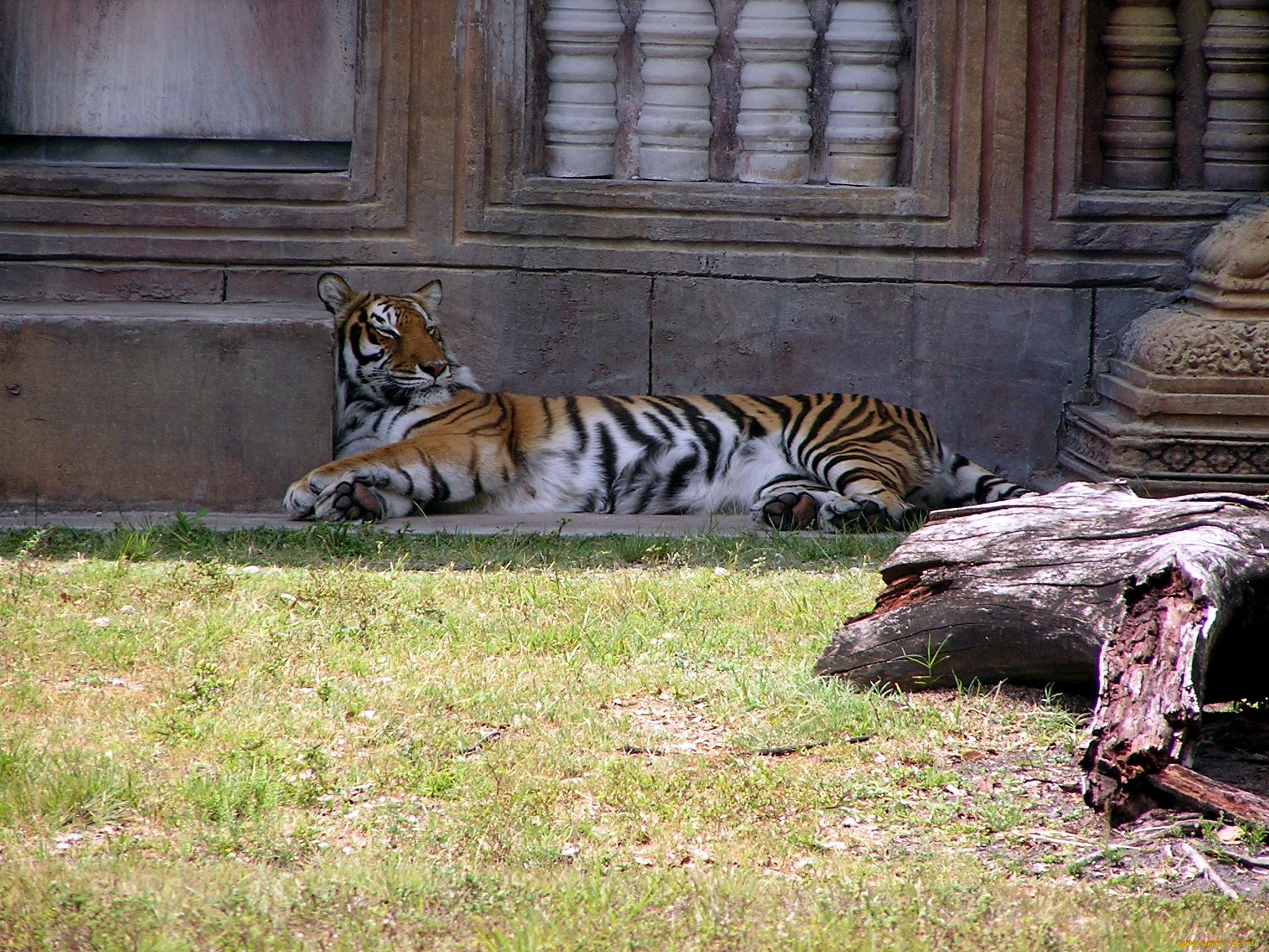 животные, тигры