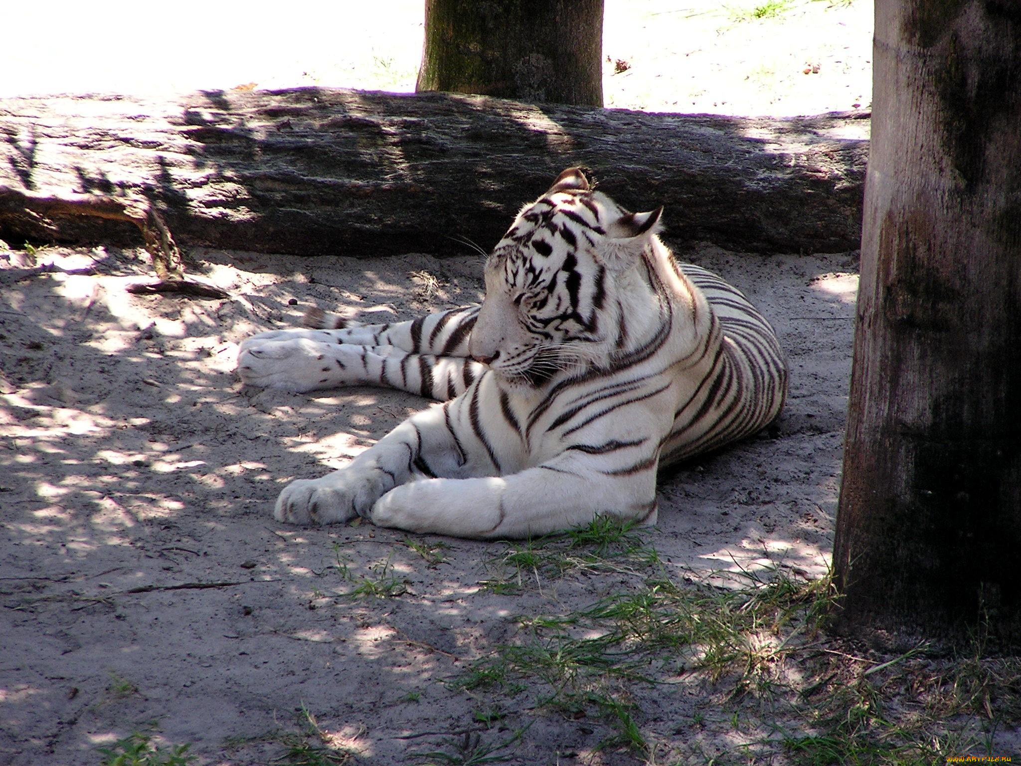 животные, тигры