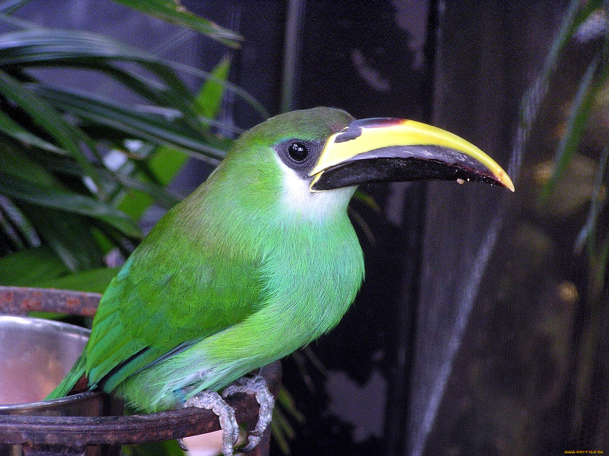 животные, туканы