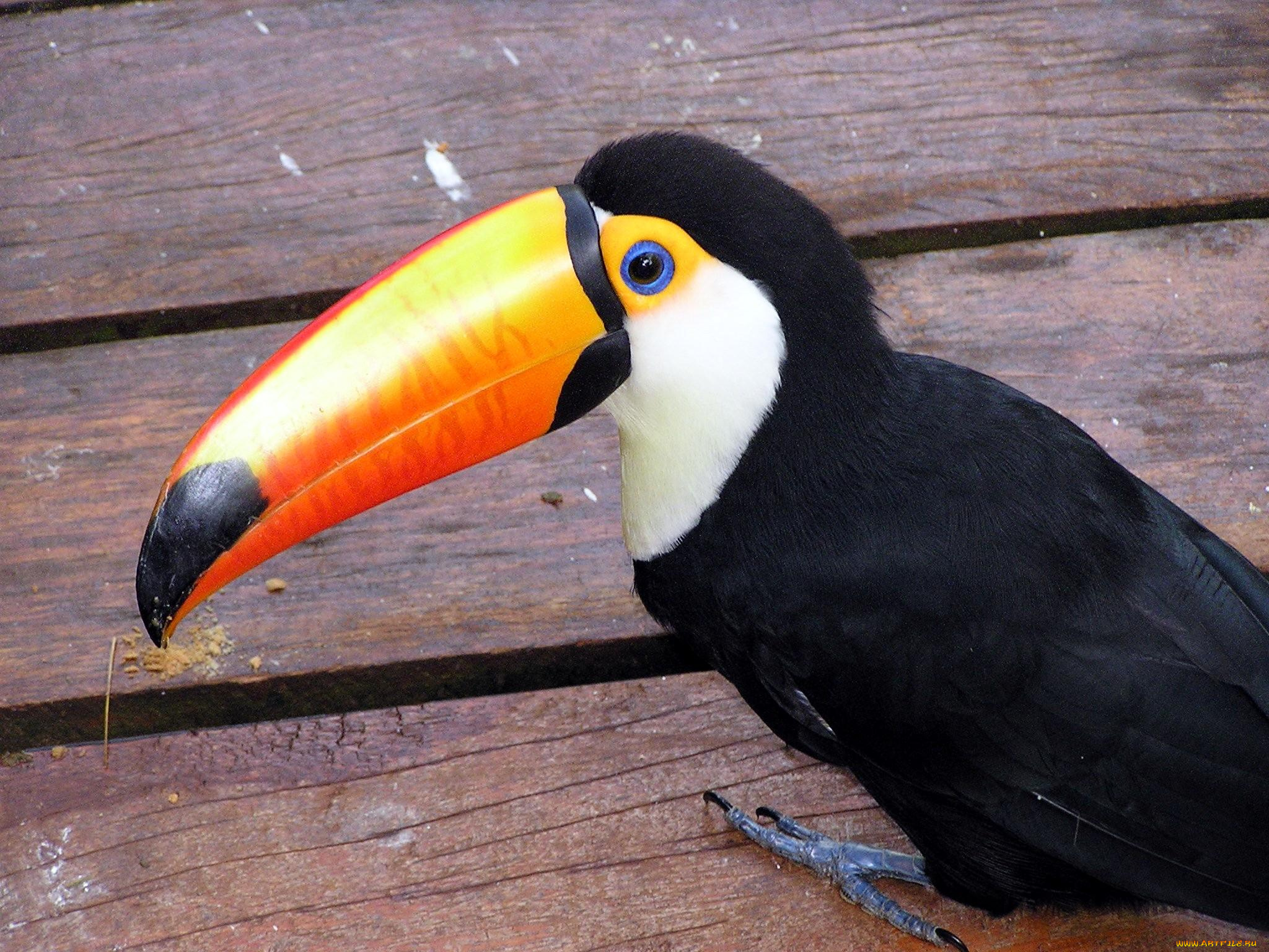 животные, туканы