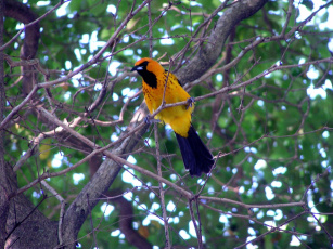 обоя животные, птицы