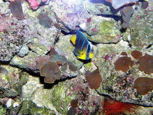 Картинка животные рыбы