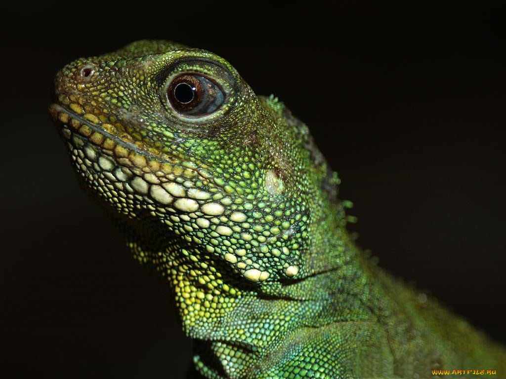 животные, Ящерицы, игуаны, вараны