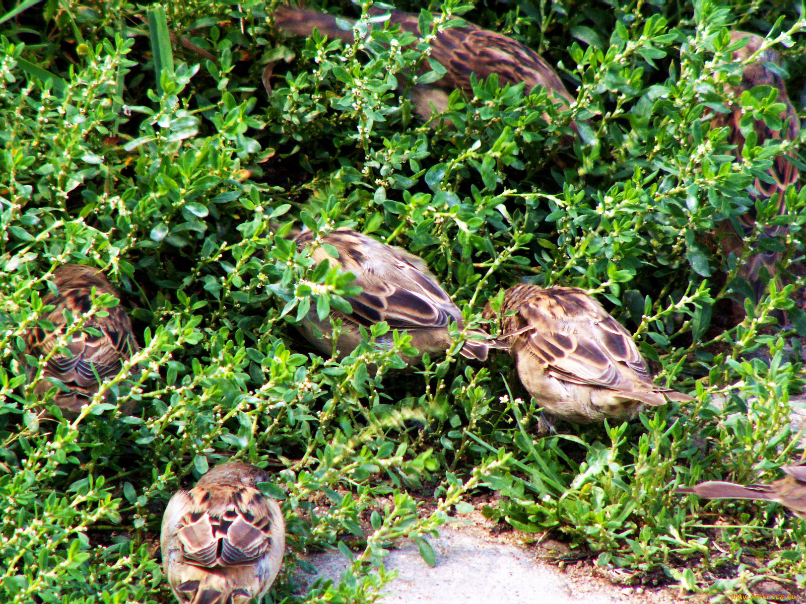 городские, воробьи, животные