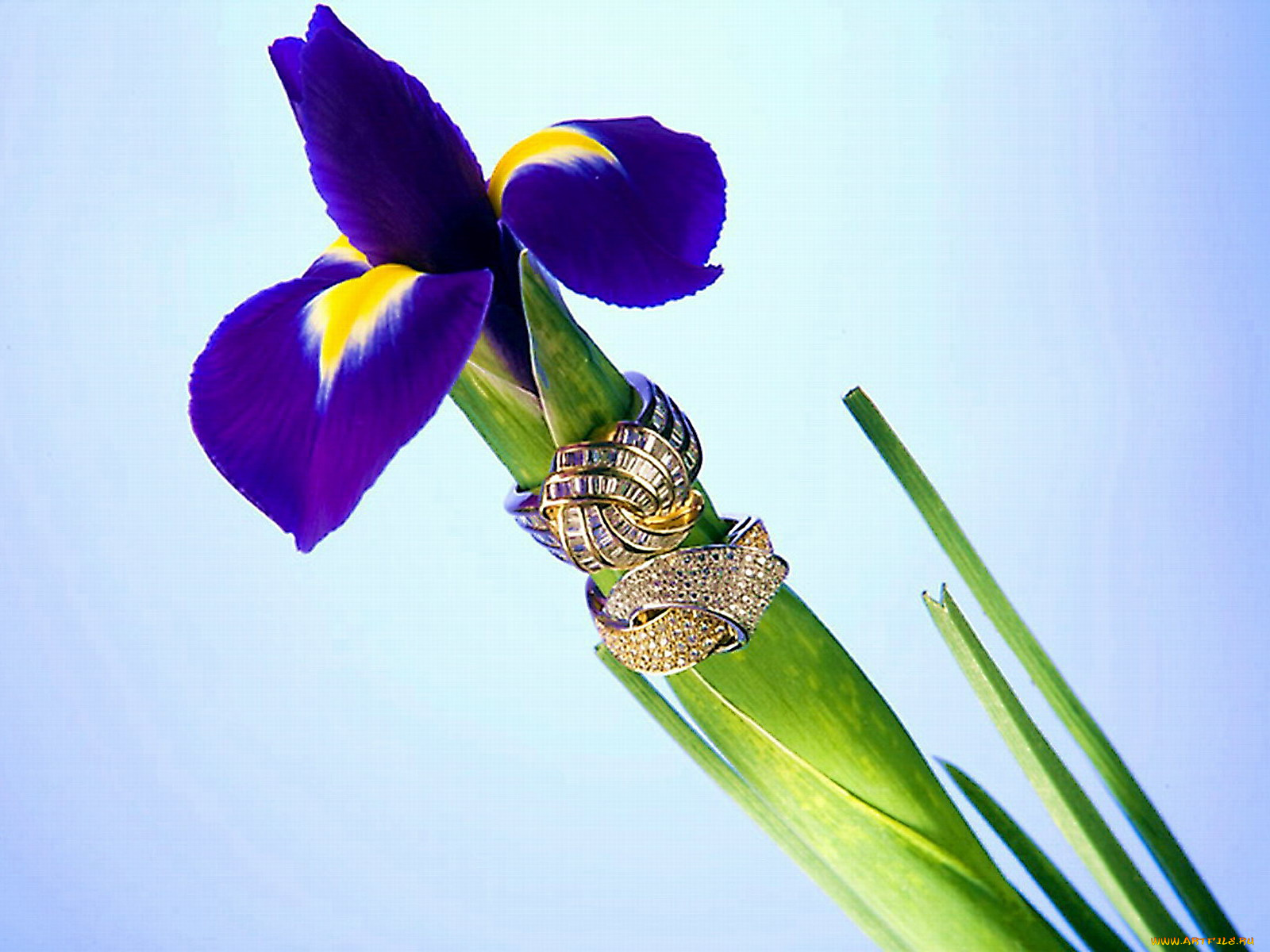 ирис, королевский, цветы, ирисы