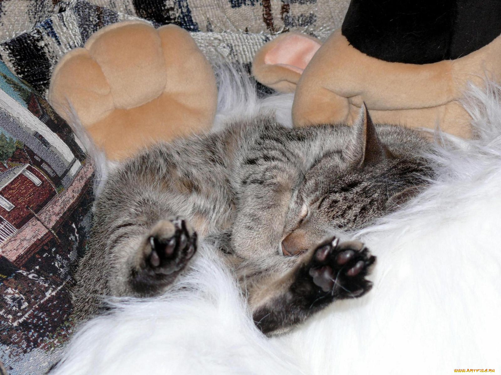 лапы, вверх, животные, коты