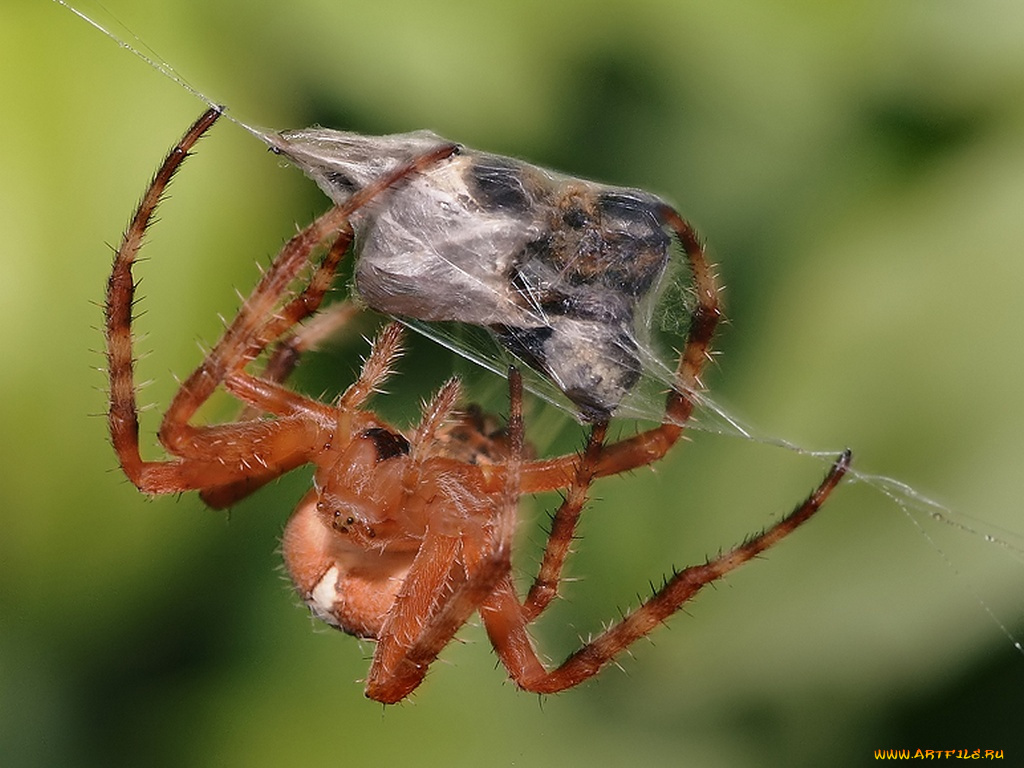 suryan, на, десерт, пчела, сойдёт, животные, пауки