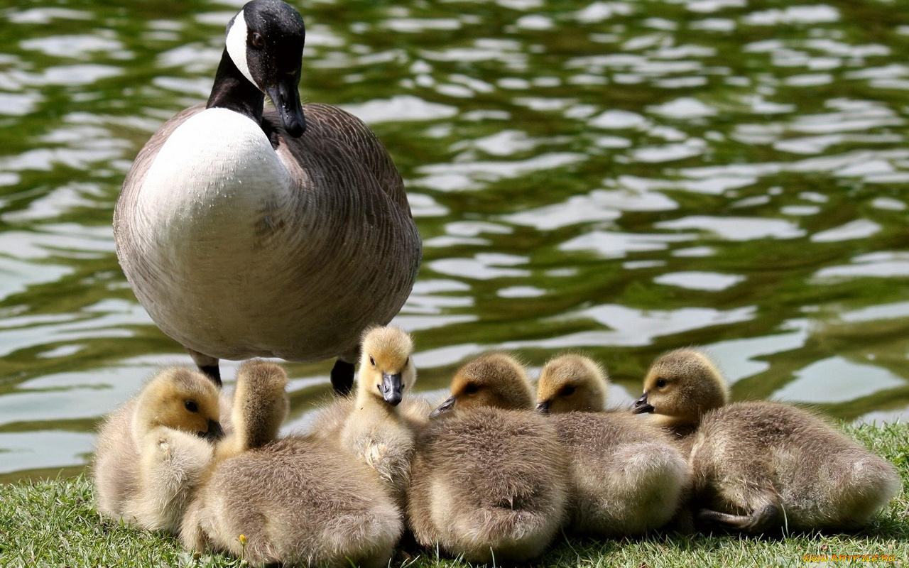 животные, гуси