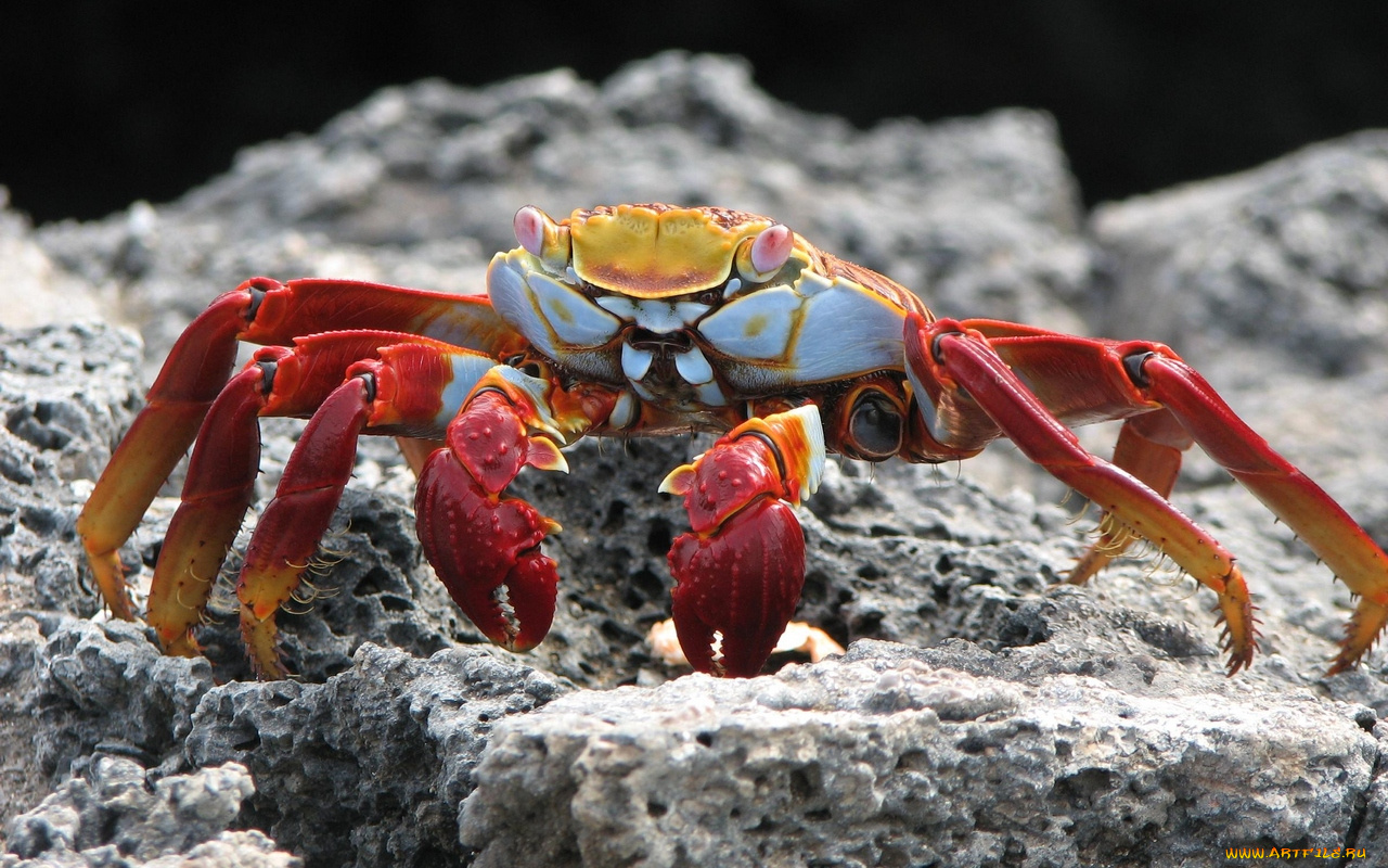 животные, крабы, раки
