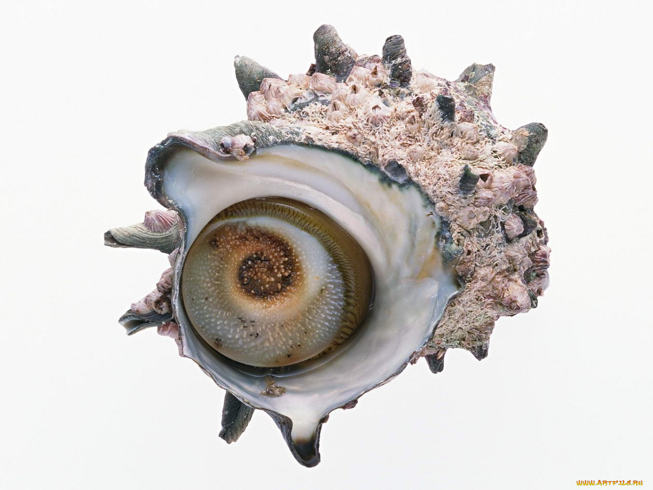 еда, рыба, морепродукты, суши, роллы