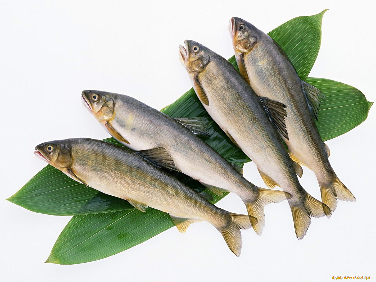 еда, рыба, морепродукты, суши, роллы