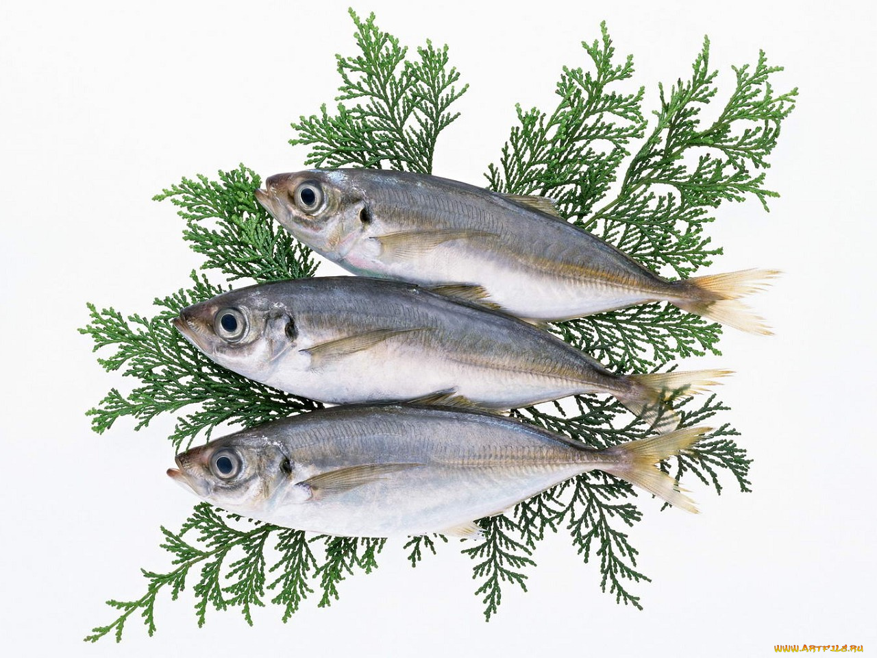 еда, рыба, морепродукты, суши, роллы