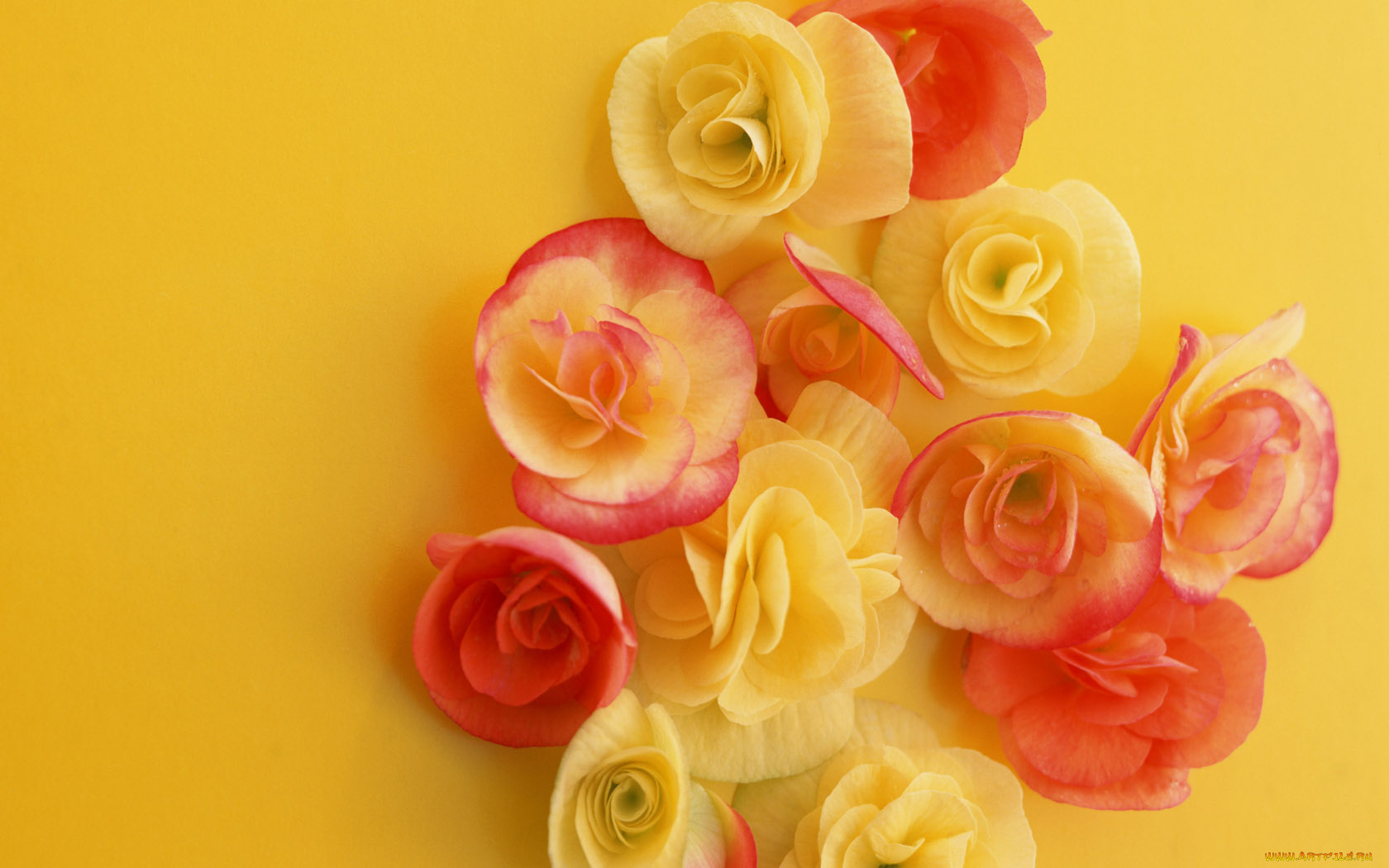 цветы, бегония