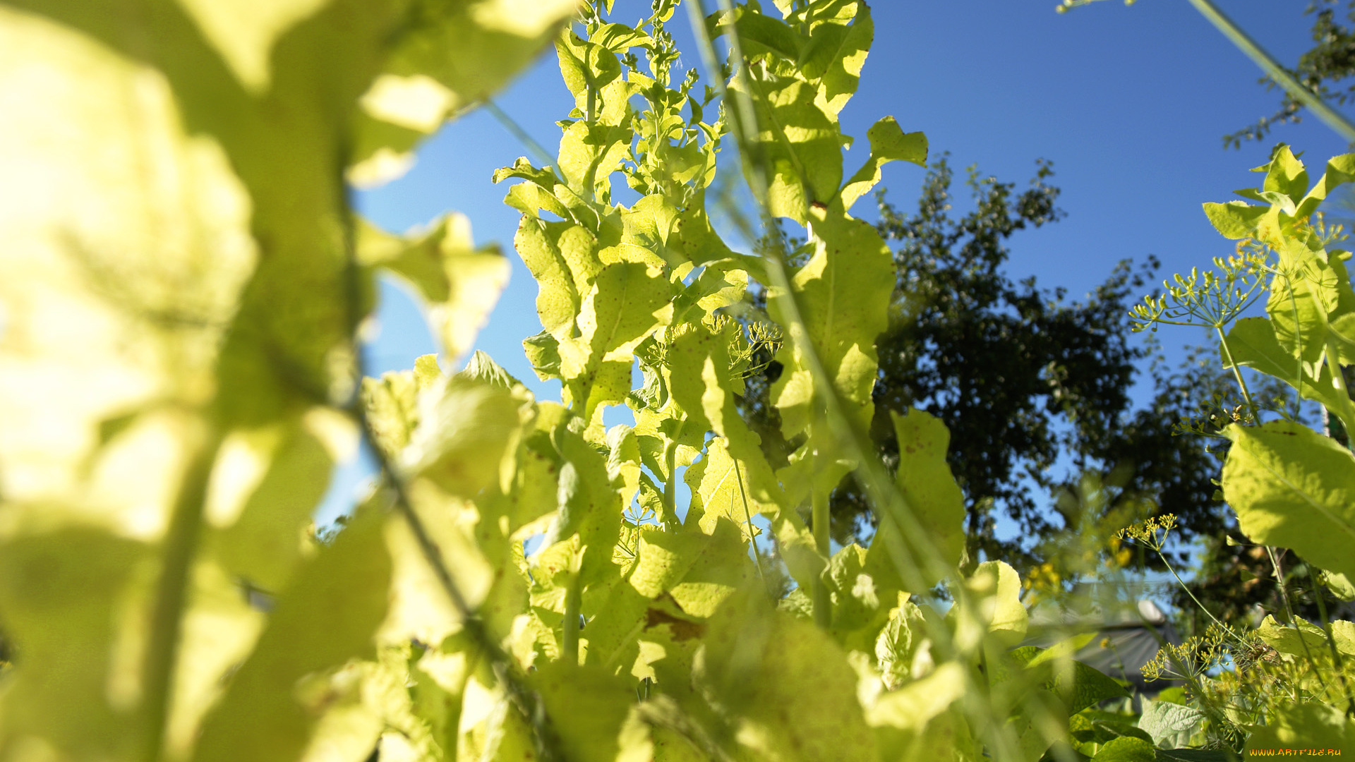 природа, листья