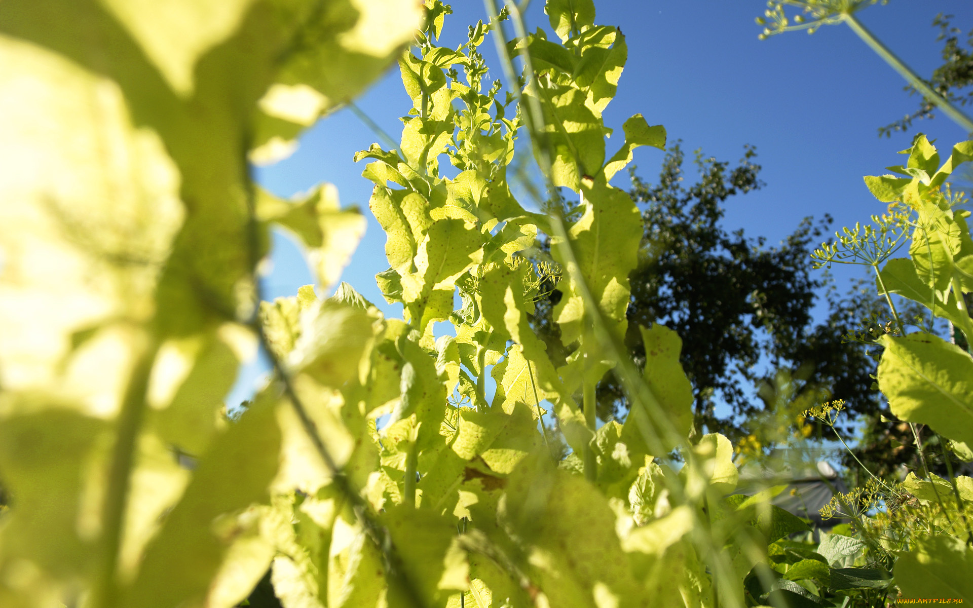 природа, листья