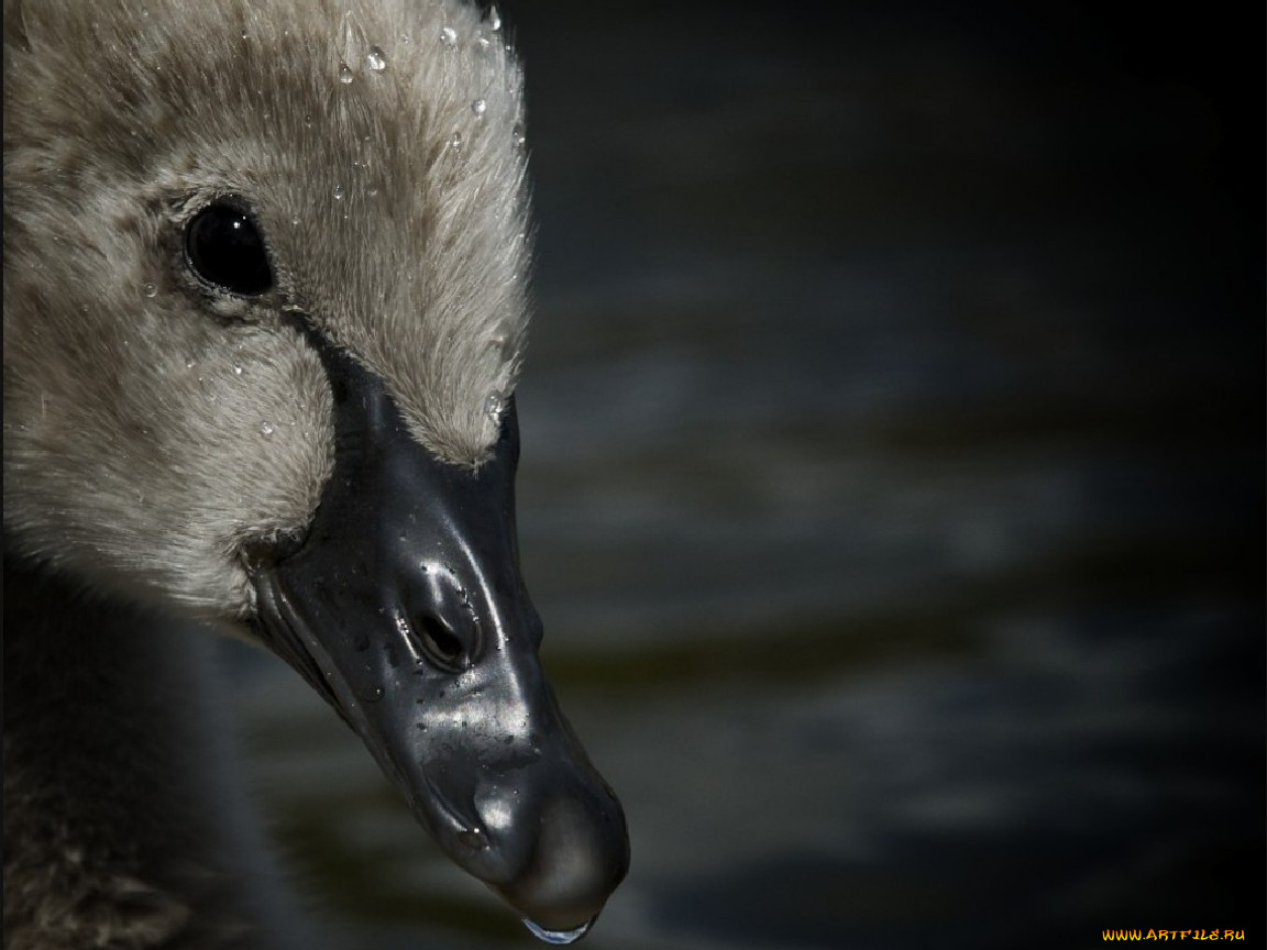 животные, лебеди