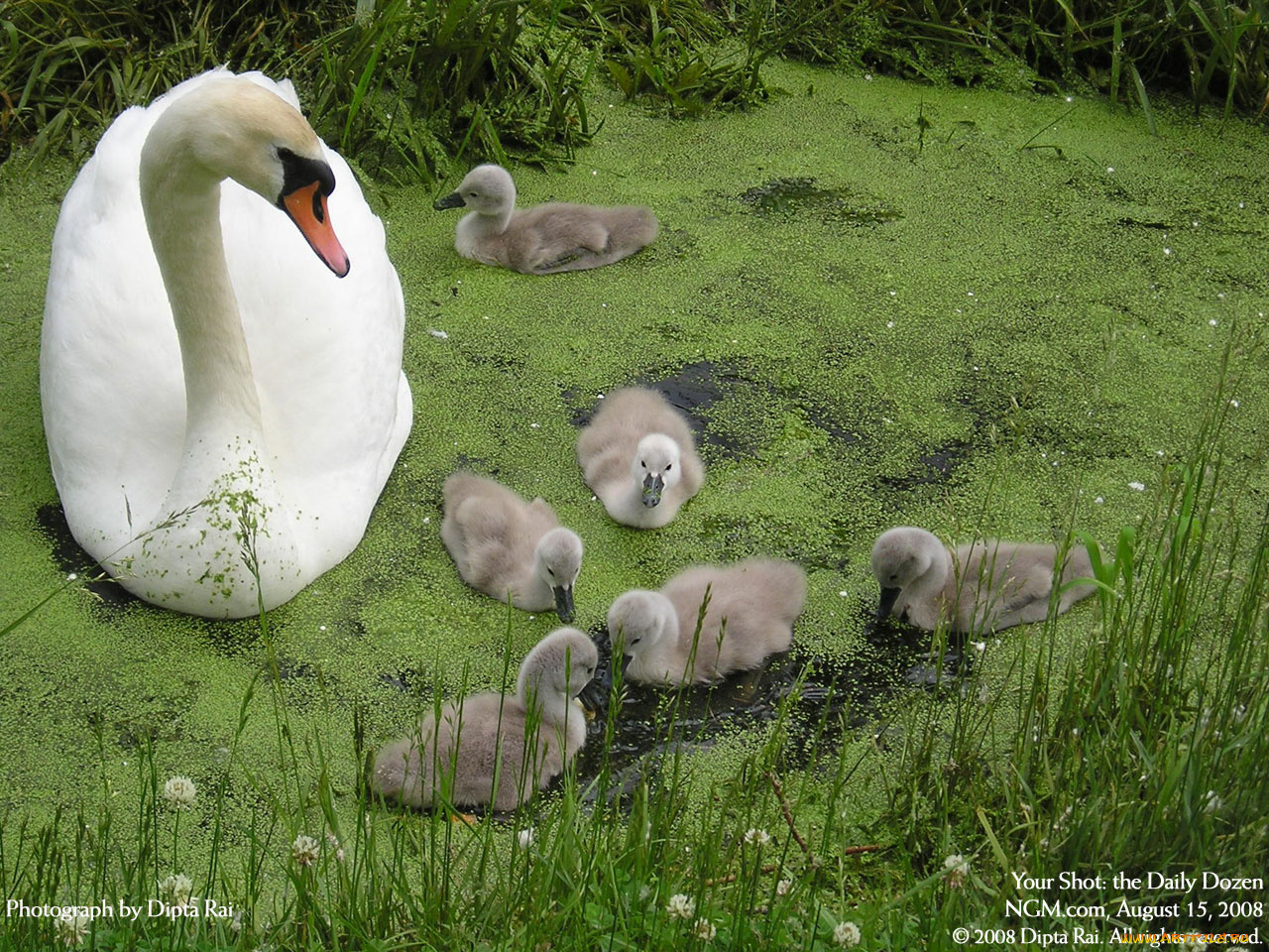животные, лебеди