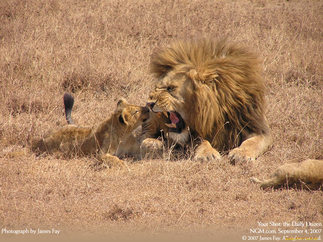 животные, львы