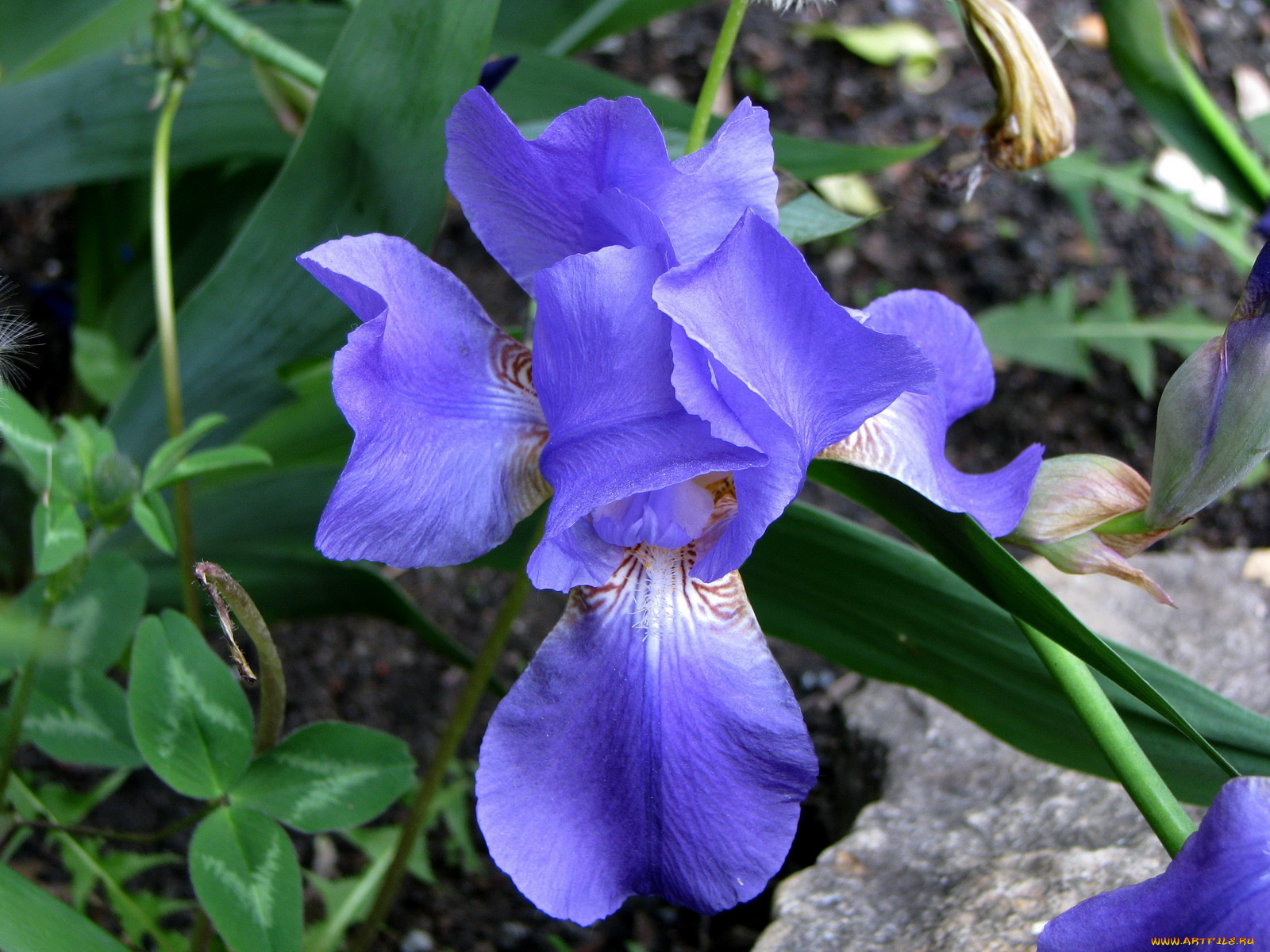 цветы, ирисы