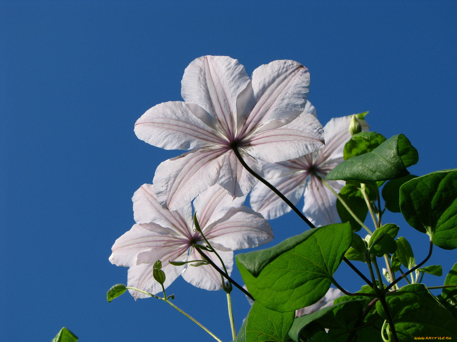 цветы, клематис, ломонос
