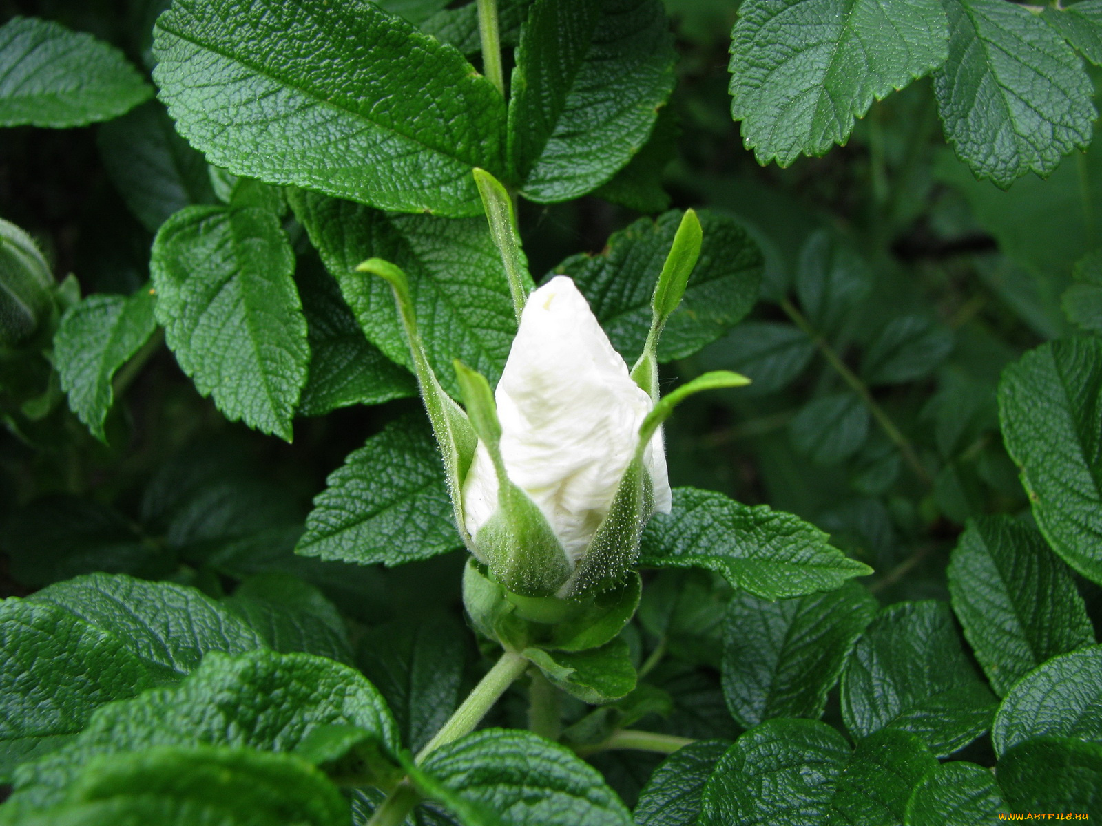 цветы, шиповник