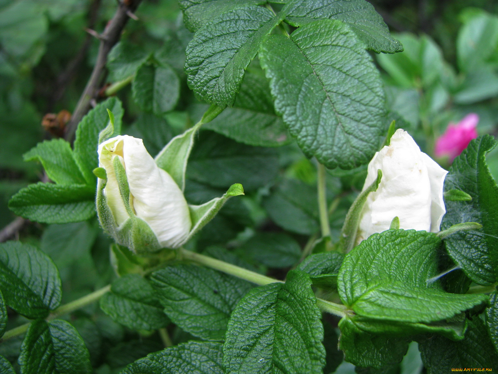 цветы, шиповник