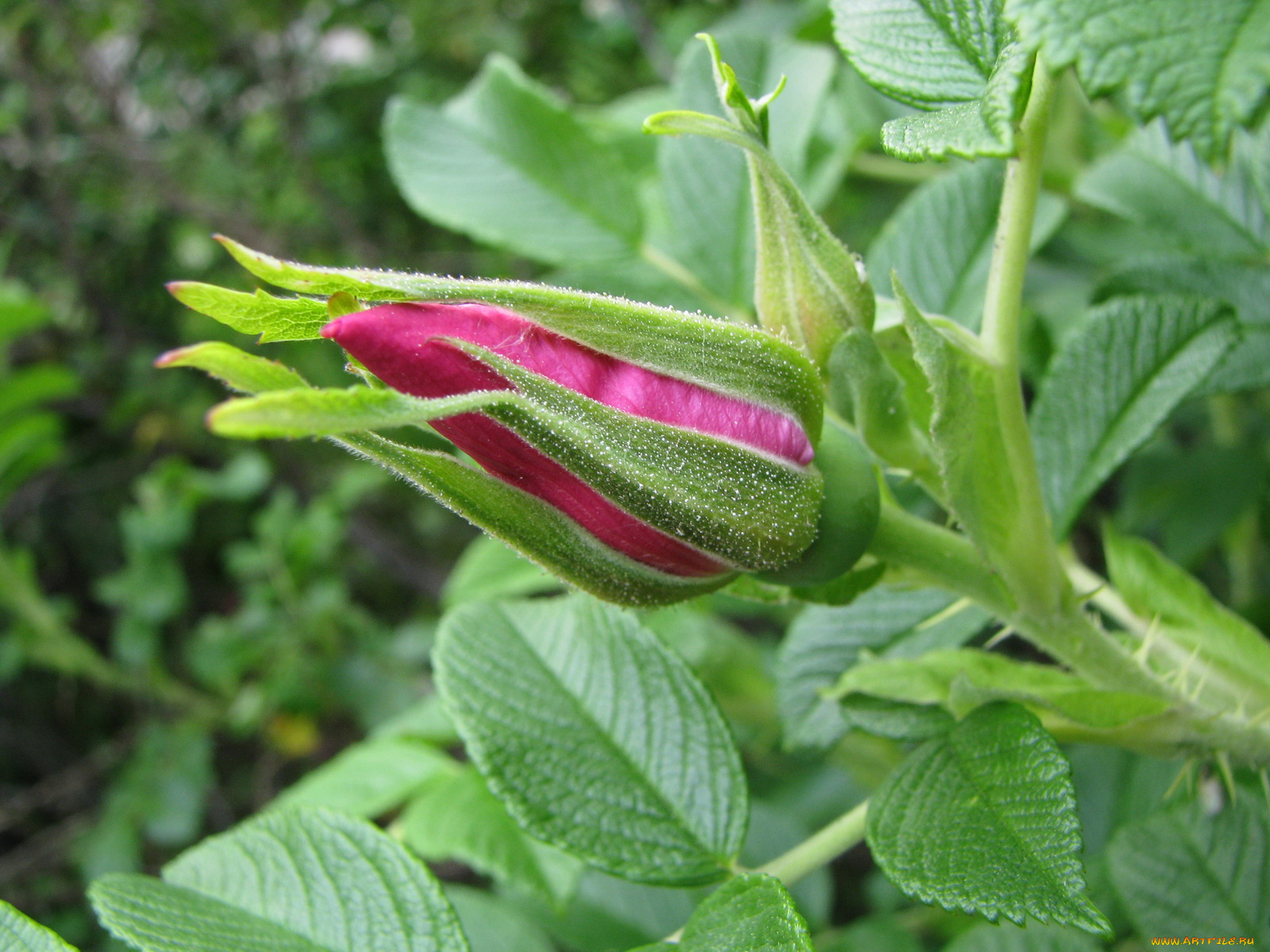 цветы, шиповник