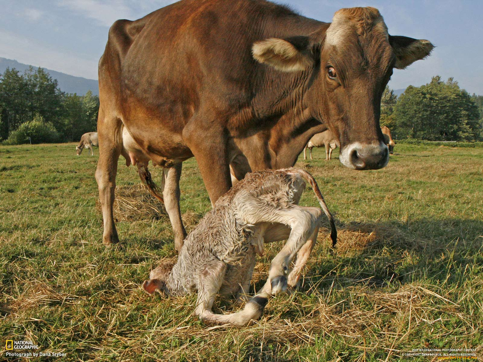 животные, коровы, буйволы