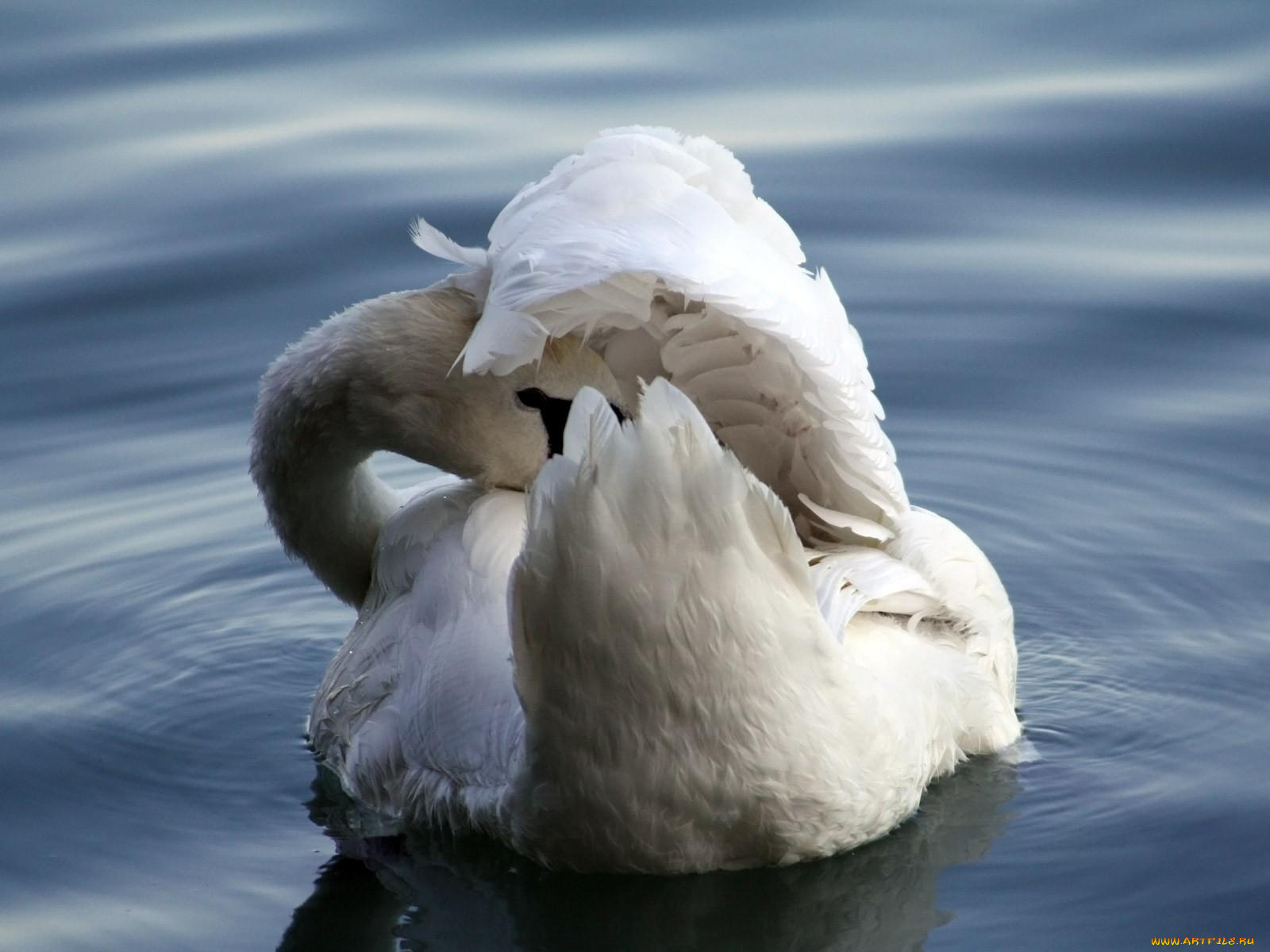 животные, лебеди