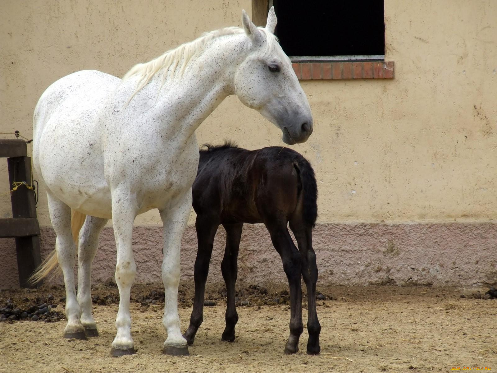 животные, лошади