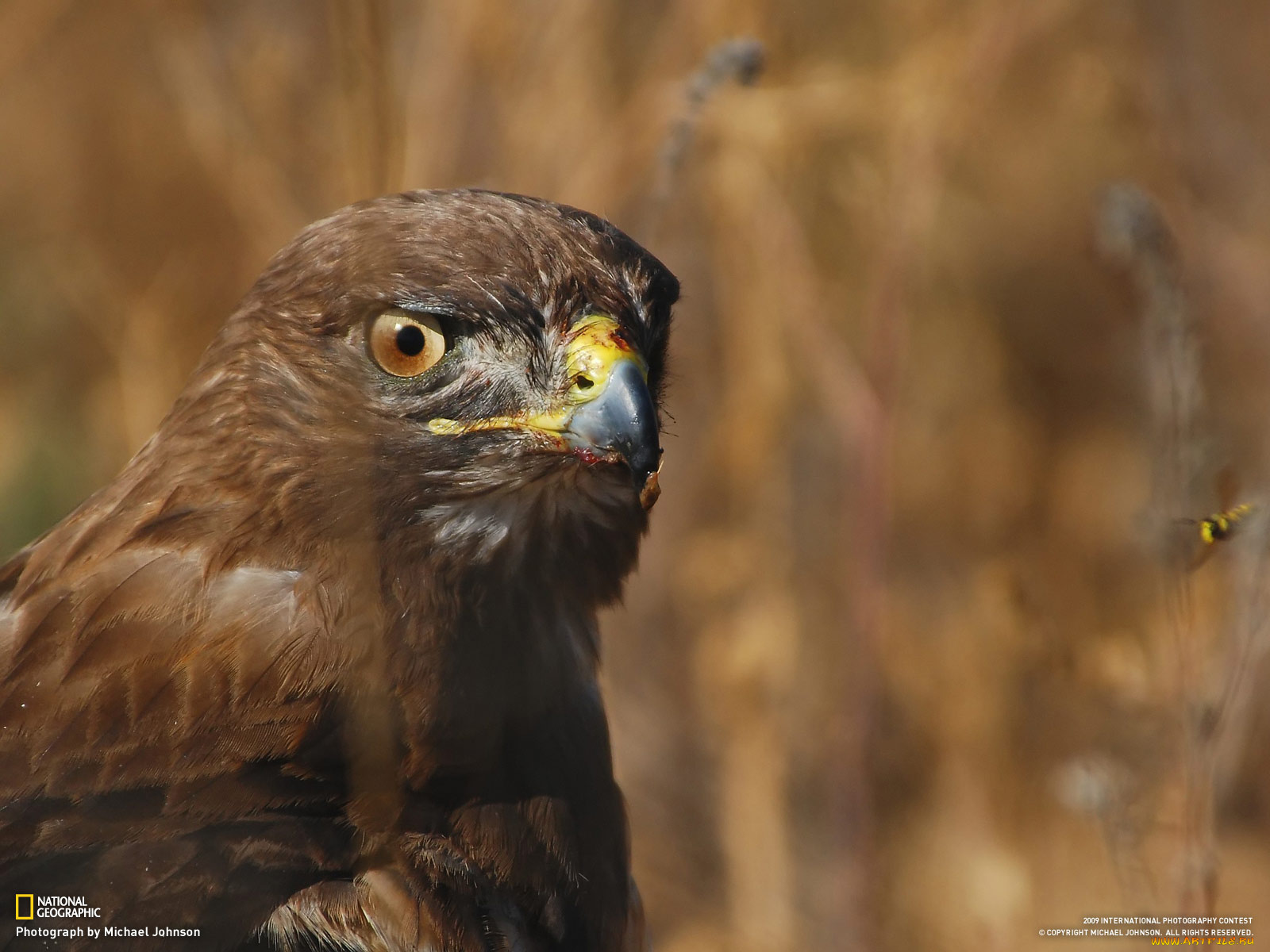 животные, птицы, хищники