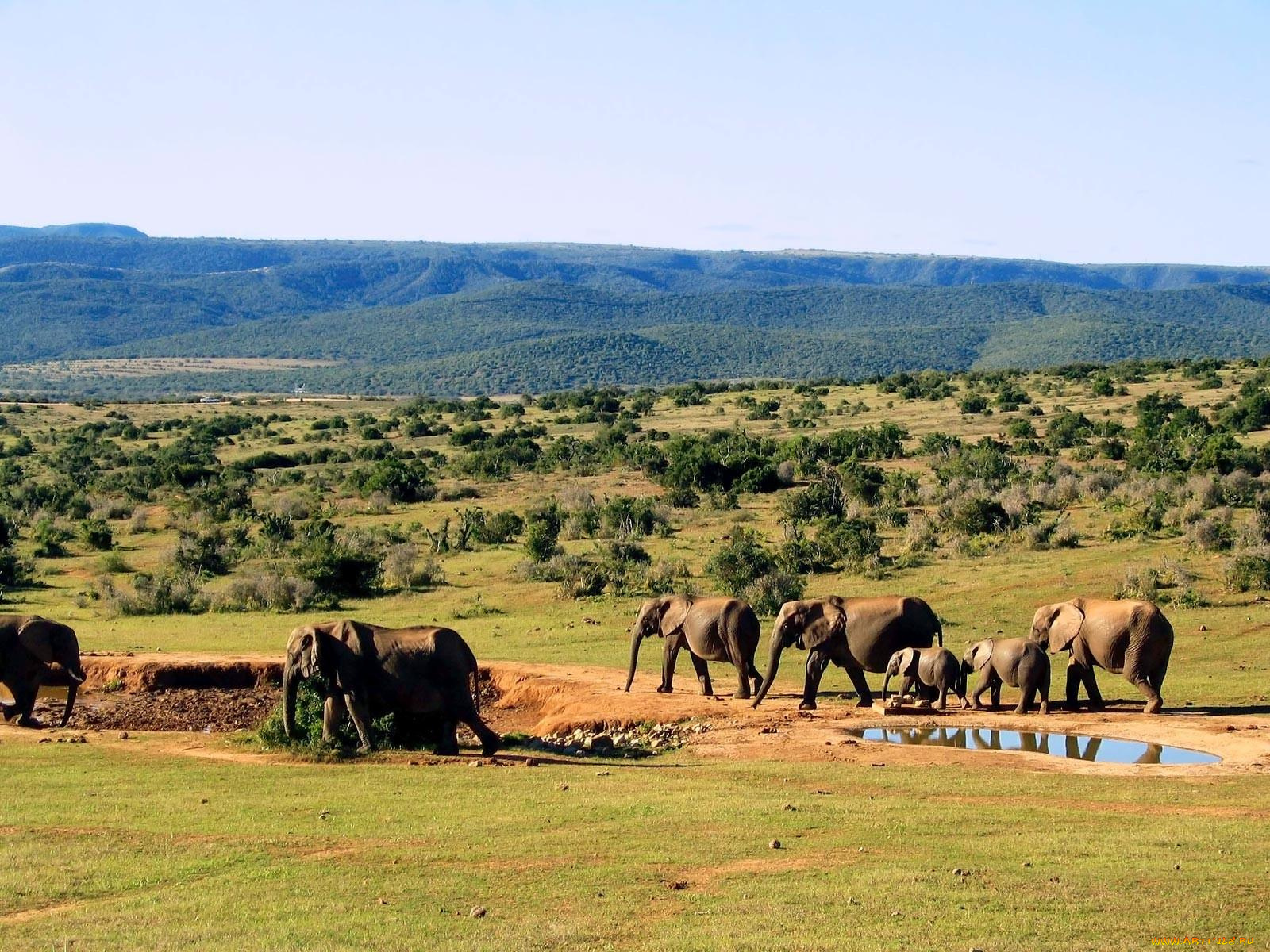 животные, слоны