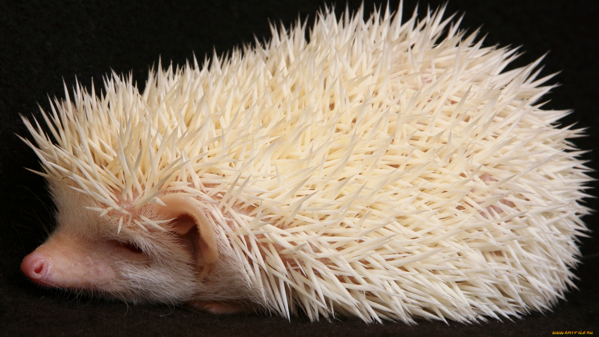 животные, ежи
