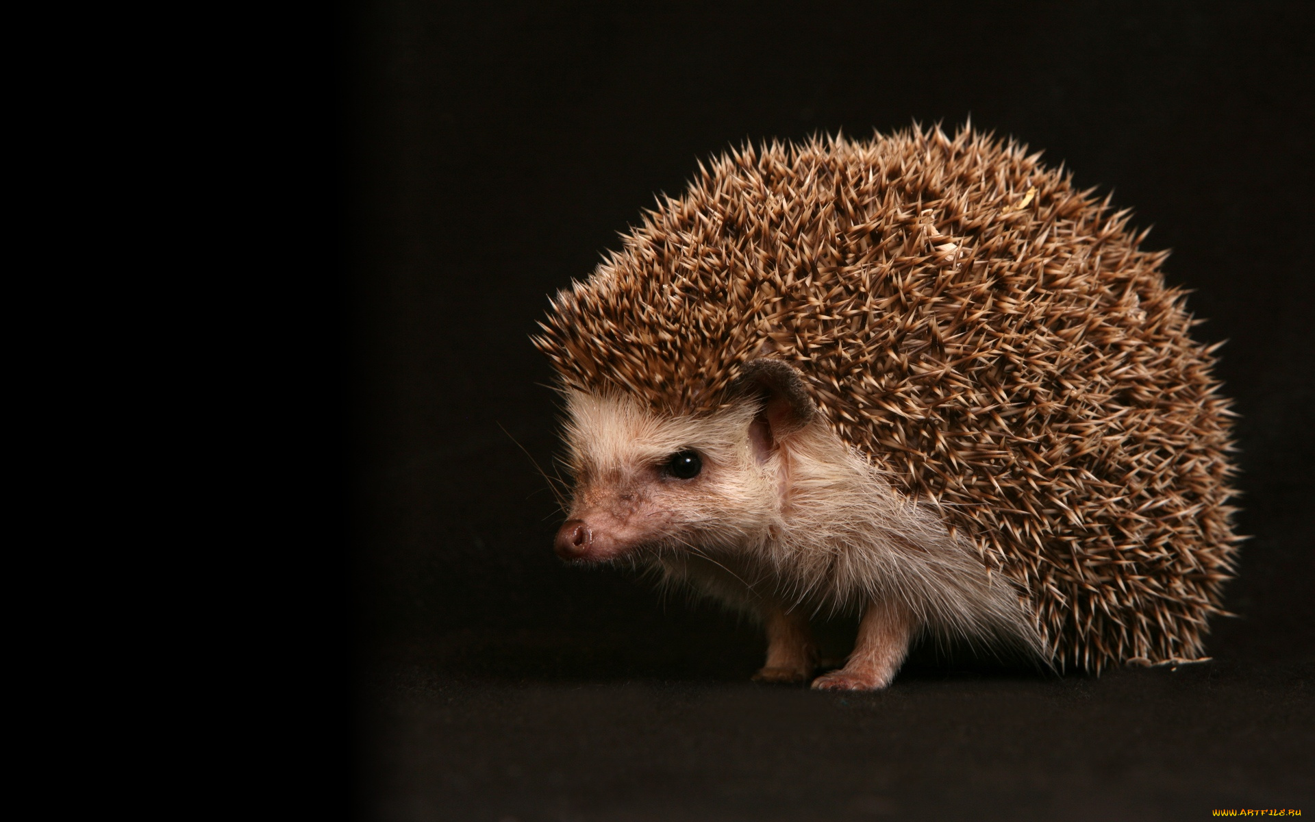 животные, ежи