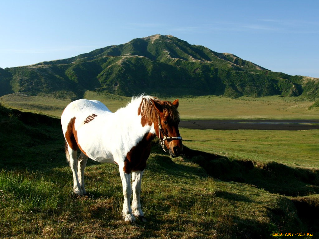 животные, лошади