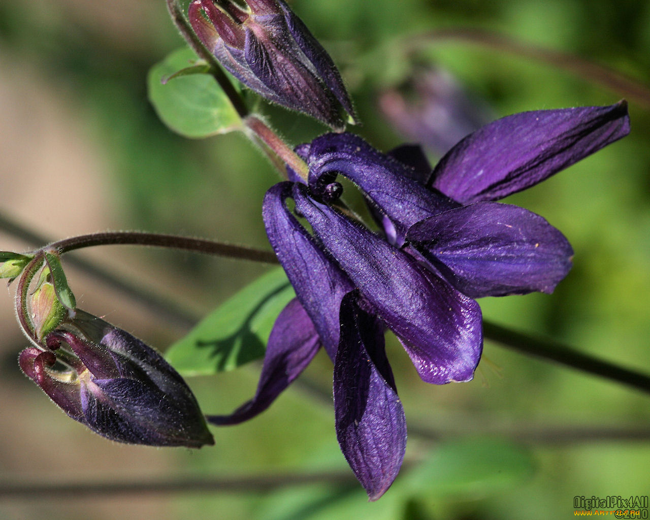 цветы, аквилегия, водосбор