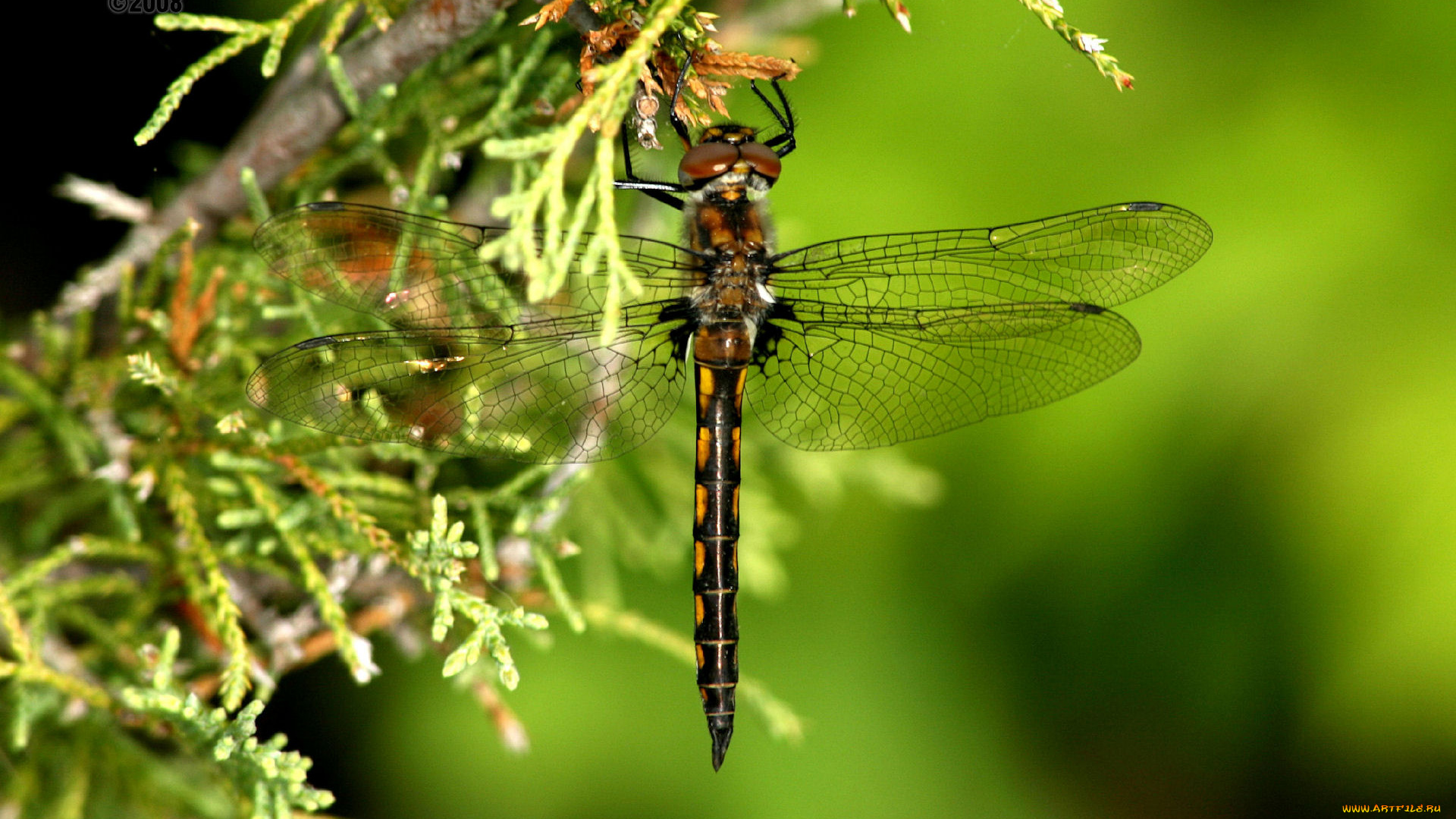 животные, стрекозы