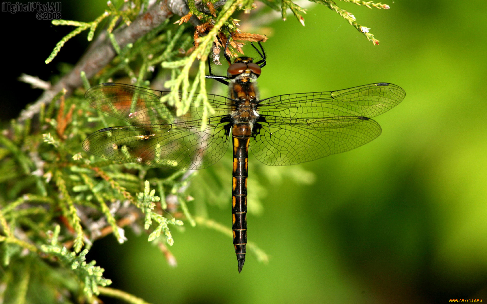 животные, стрекозы