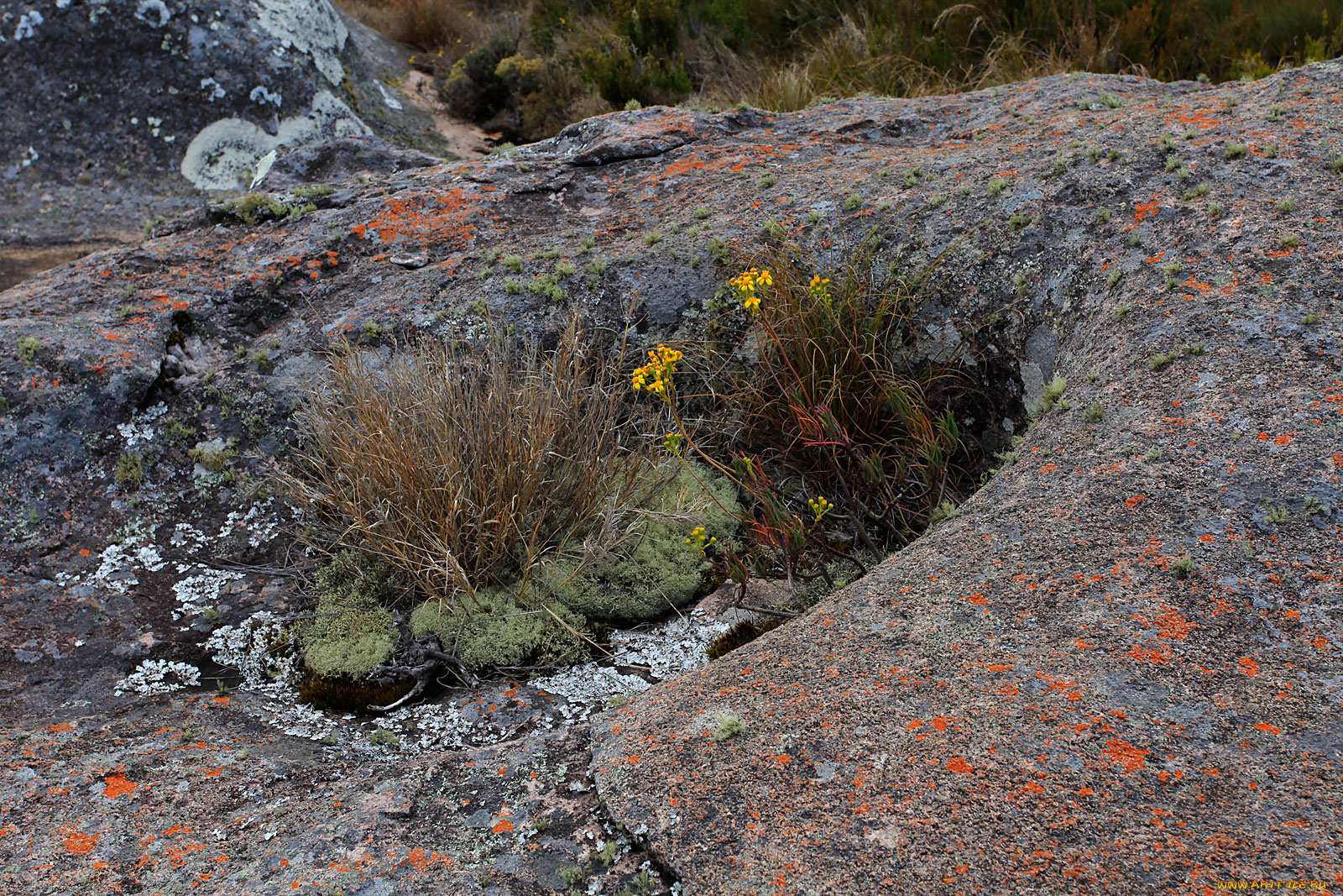 мадагаскар, природа, другое, камни, цветы