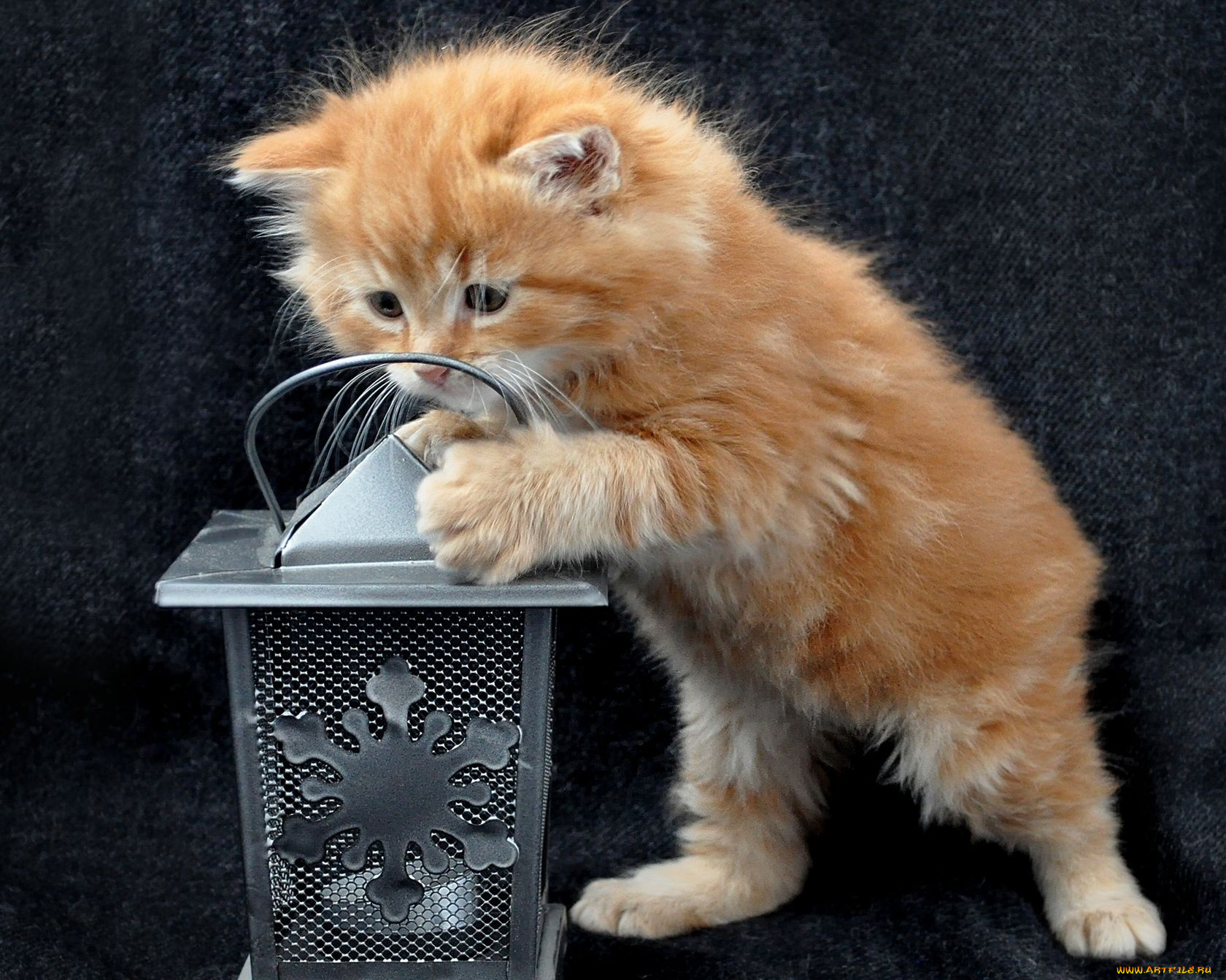 животные, коты, рыжий, котёнок, фонарь