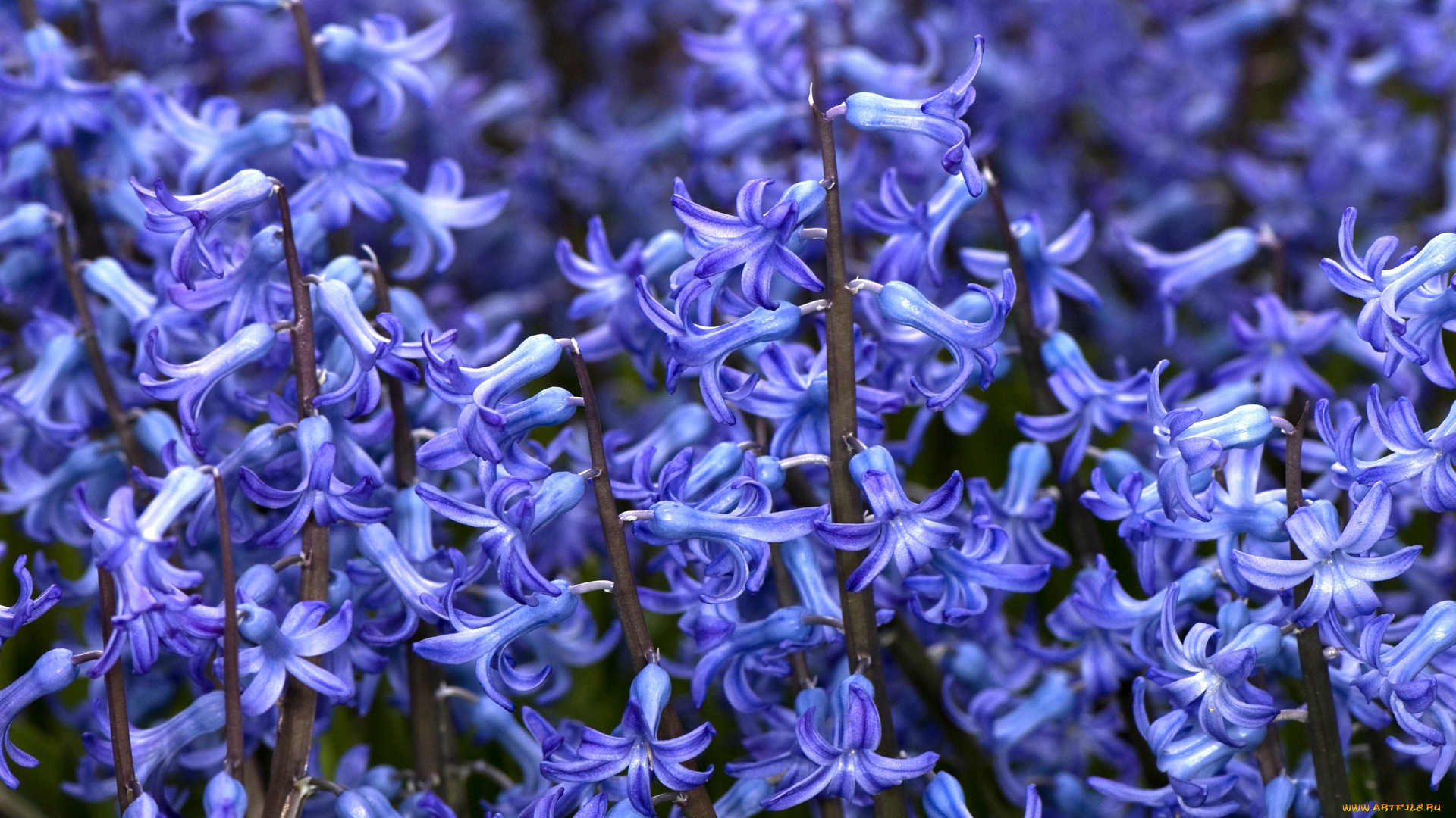 цветы, гиацинты, синий, много