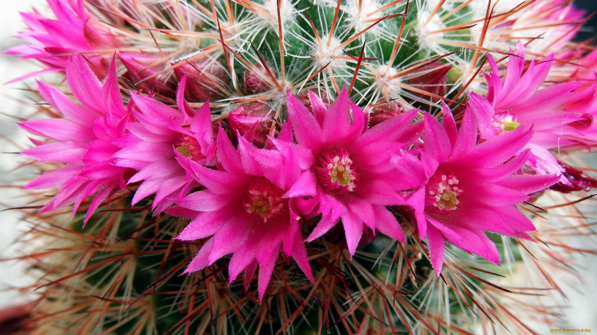 цветы, кактусы, колючки