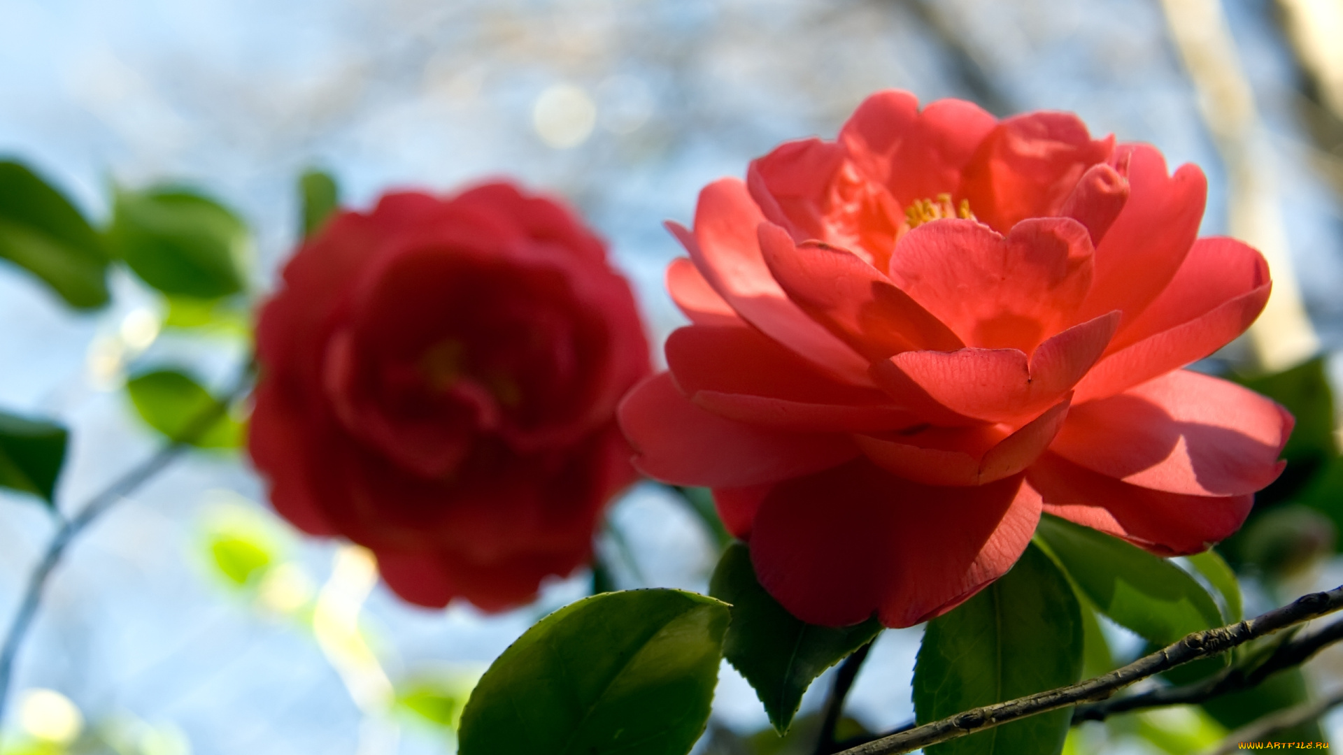 цветы, камелии, яркий